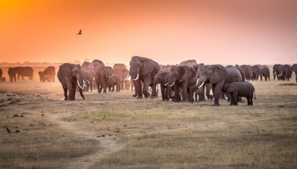 Picture of AMBOSELI MORNING STROLL TO STARBUCKS