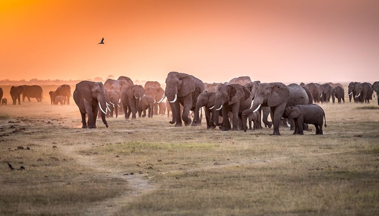 Picture of AMBOSELI MORNING STROLL TO STARBUCKS