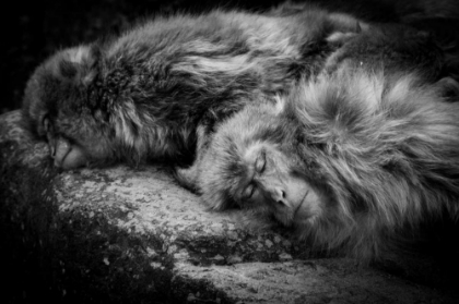 Picture of SLEEPING