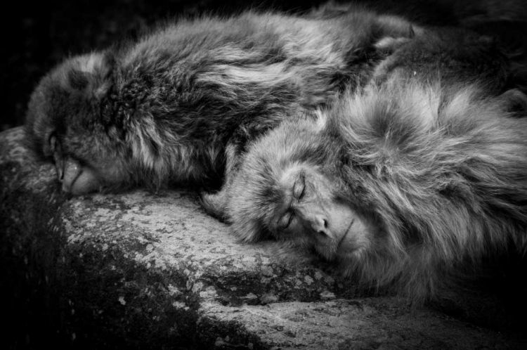 Picture of SLEEPING