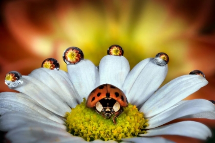 Picture of THE VANITY OF THE LADYBUG