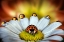 Picture of THE VANITY OF THE LADYBUG