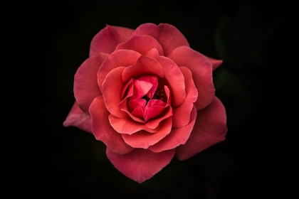 Picture of SIMPLICITY IS BEAUTY