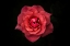 Picture of SIMPLICITY IS BEAUTY