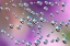 Picture of WONDERFUL SPIDERWEBS