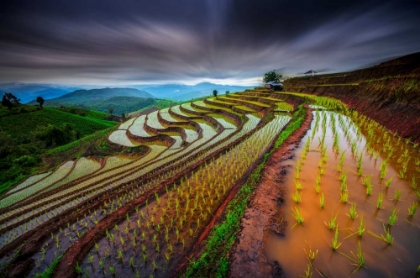 Picture of UNSEEN RICE FIELD