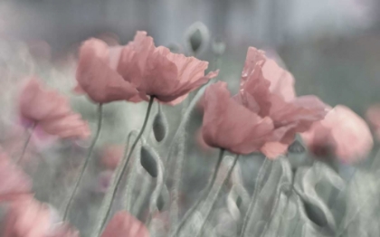 Picture of SOFTLY