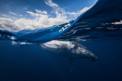 Picture of HUMPBACK WHALE AND THE SKY