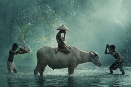 Picture of WATER BUFFALO