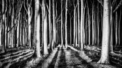 Picture of GHOST FOREST