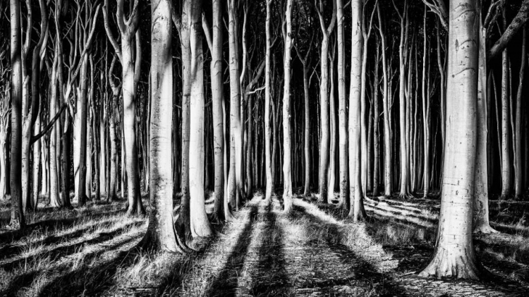 Picture of GHOST FOREST