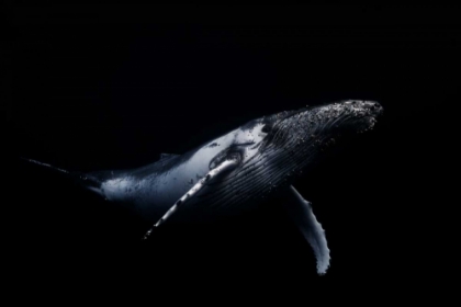 Picture of BLACK AND WHALE