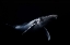 Picture of BLACK AND WHALE