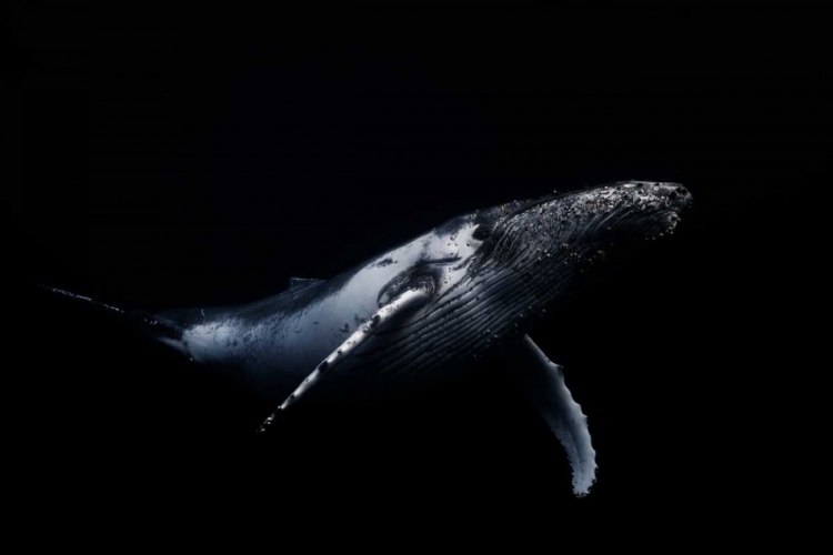 Picture of BLACK AND WHALE