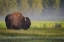 Picture of BISON IN MORNING LIGHT