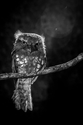 Picture of ALONE IN THE NIGHT