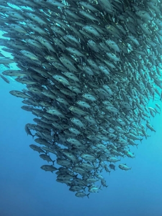 Picture of SCHOOLING JACKFISHES