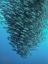 Picture of SCHOOLING JACKFISHES