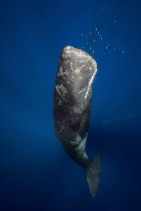 Picture of CANDLE SPERM WHALE