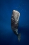 Picture of CANDLE SPERM WHALE