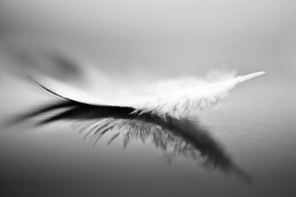 Picture of WHITE
