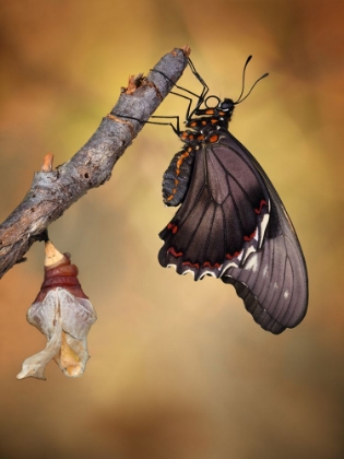 Picture of BIRTH OF A SWALLOWTAIL