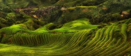 Picture of THE DRAGONS BACKBONE