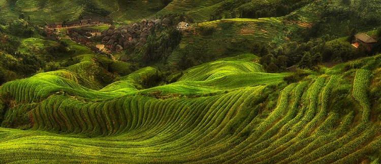 Picture of THE DRAGONS BACKBONE