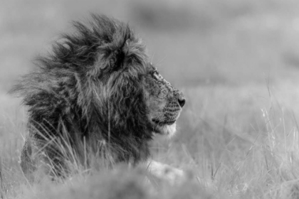 Picture of THE KING IS ALONE