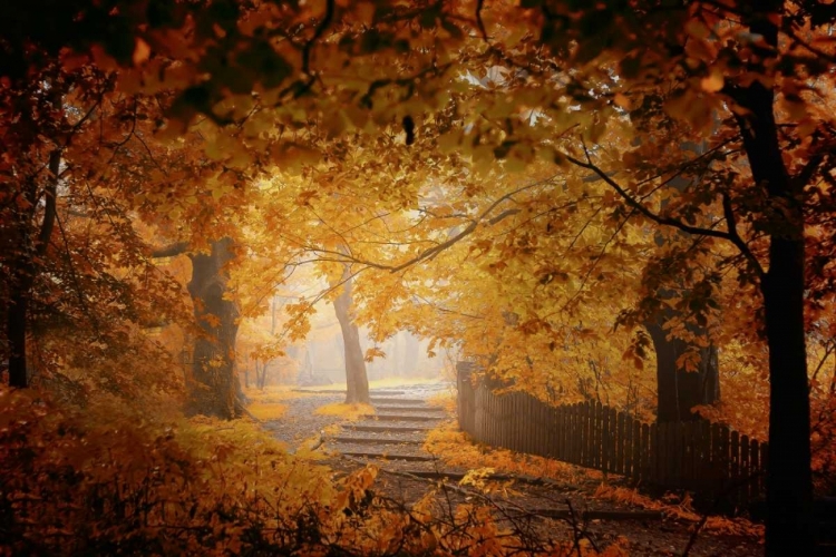 Picture of TURN TO FALL