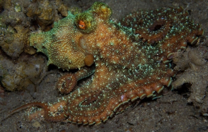Picture of OCTOPUS