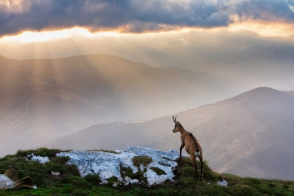 Picture of CHAMOIS IN PIATRA CRAIULUI ROMANIA