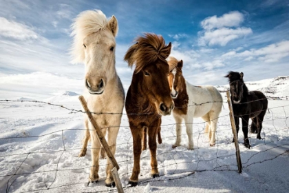 Picture of ICELANDIC HAIR STYLE