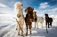 Picture of ICELANDIC HAIR STYLE