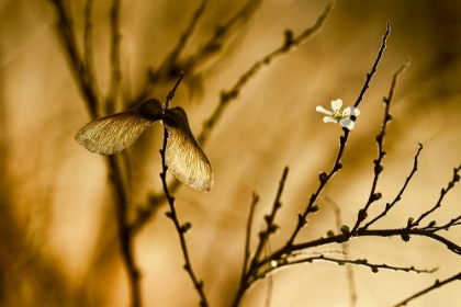 Picture of UN ALTRA STORIA