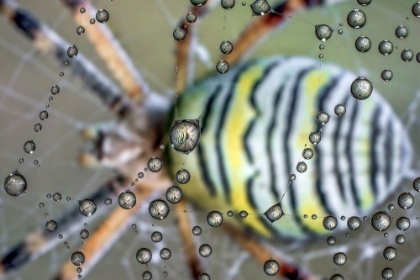 Picture of THE MIRROR OF THE SPIDER