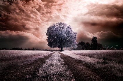 Picture of THE PATH TO THE OLD TREE
