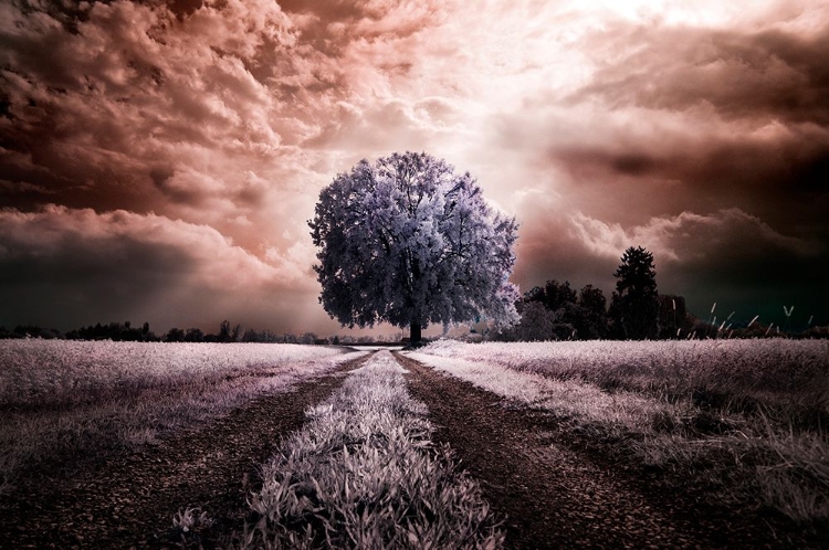 Picture of THE PATH TO THE OLD TREE