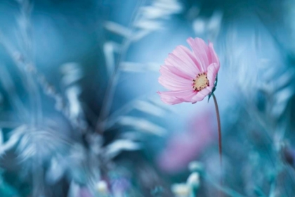 Picture of A WALK IN DREAMLAND