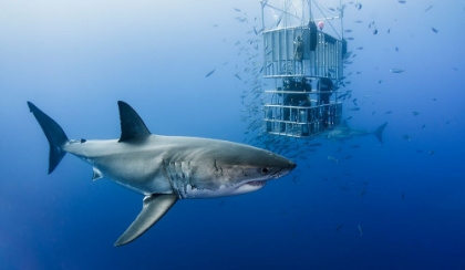 Picture of ANIMALS IN CAGE