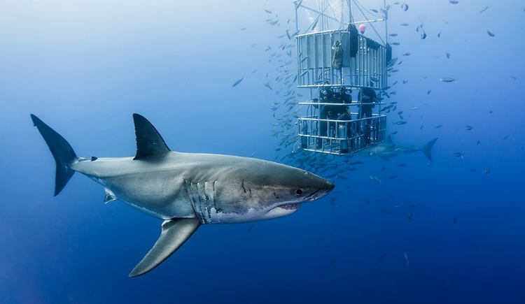 Picture of ANIMALS IN CAGE