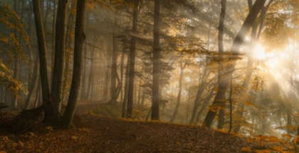 Picture of FOREST LIGHT
