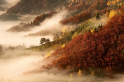 Picture of NOVEMBERS FOG