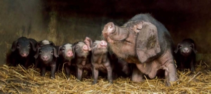 Picture of THE WRINKLED ONES