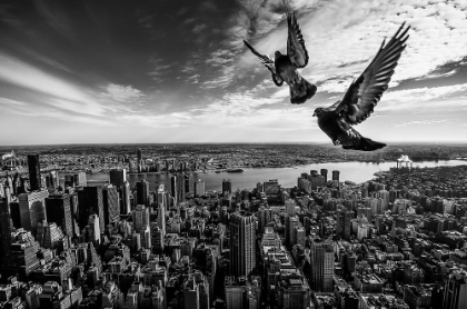 Picture of PIGEONS ON THE EMPIRE STATE BUILDING