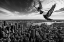 Picture of PIGEONS ON THE EMPIRE STATE BUILDING