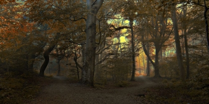 Picture of WHICH PATH