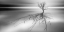 Picture of EVEN THE DEAD CAST SHADOWS