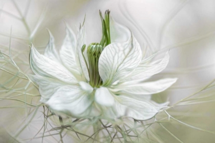 Picture of NIGELLA
