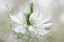 Picture of NIGELLA